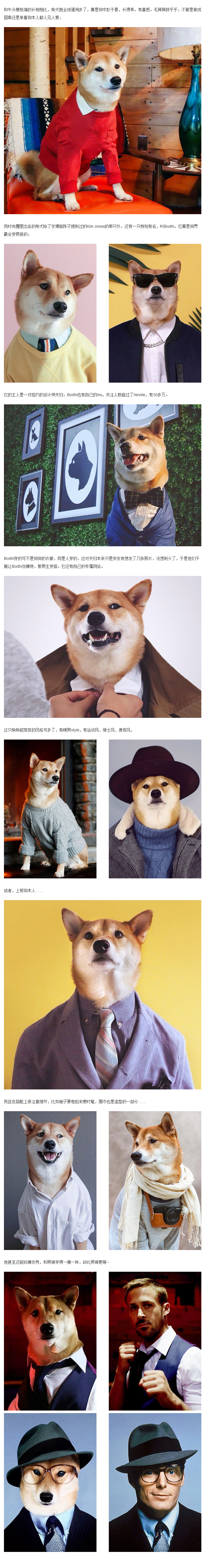 你不知道的全球网红狗,原来它们是时尚界的萌宠超模!
