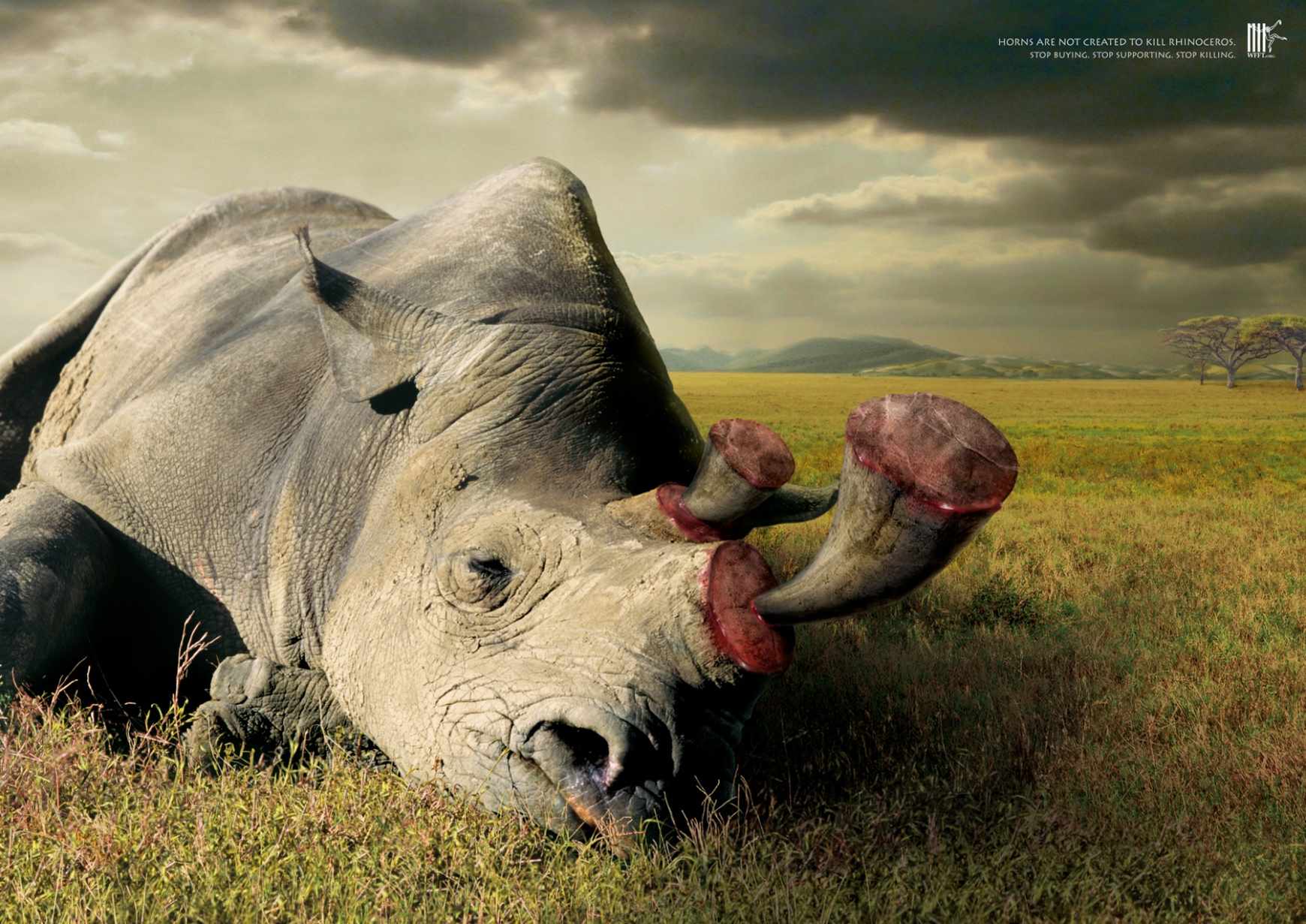 wildlife friend foundation thailand保护动物公益广告设计:停止杀戮