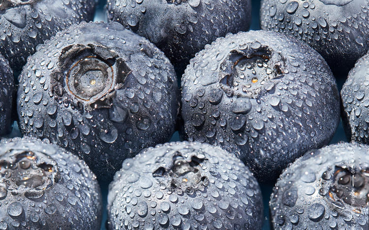 美食摄影 | Farmer's Corgi 农民斯基 蓝莓设计图片